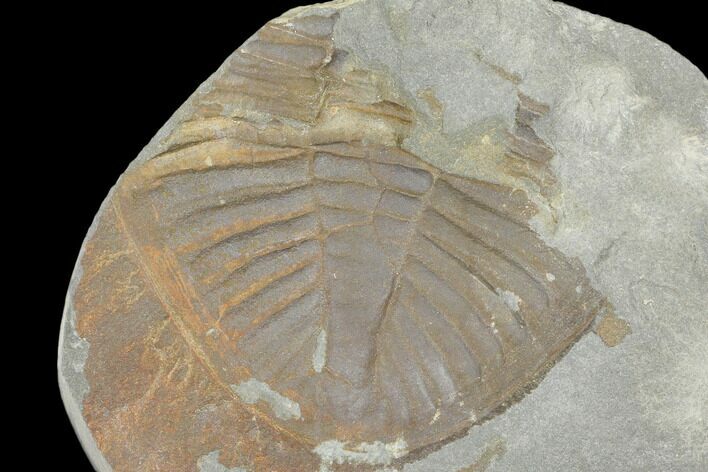 Partial Ogyginus Cordensis - Classic British Trilobite #103137